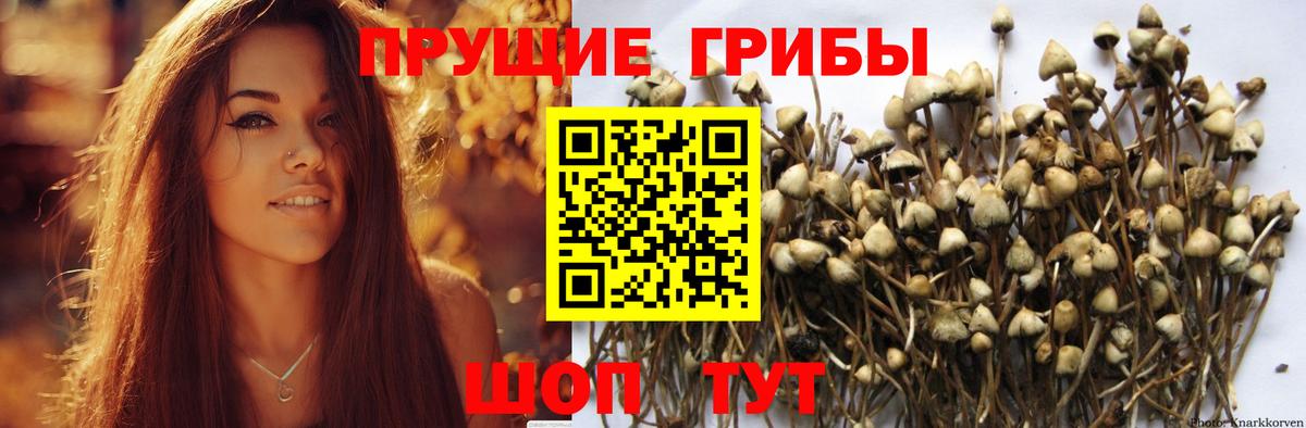 наркота  Псилоцибиновые грибы Psilocybine cubensis  Вход с VPN  Моздок 
